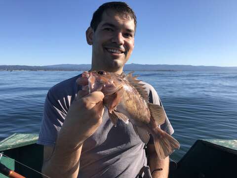 Image of Brown rockfish