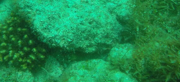 Image of Jewel moray