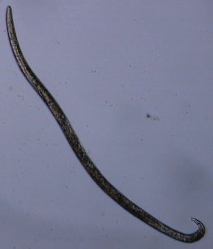 Image of Monhysterida
