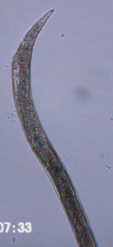 Image of Halomonhystera