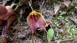 Imagem de Masdevallia angulata Rchb. fil.