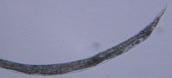 Image of Halomonhystera