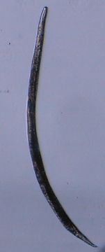 Image of Halomonhystera