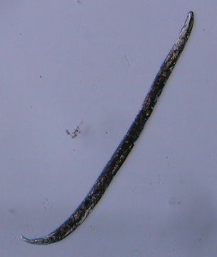 Image of Halomonhystera