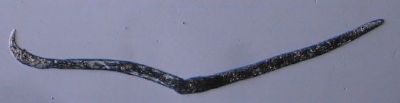 Image of Halomonhystera
