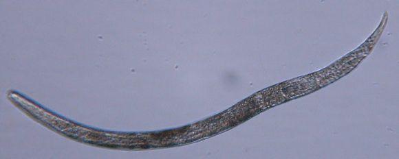 Image of Halomonhystera