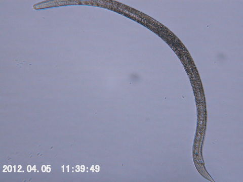 Image of Halomonhystera