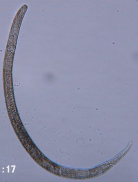 Image of Halomonhystera