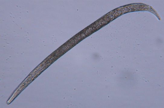 Image of Halomonhystera