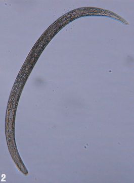 Image of Halomonhystera