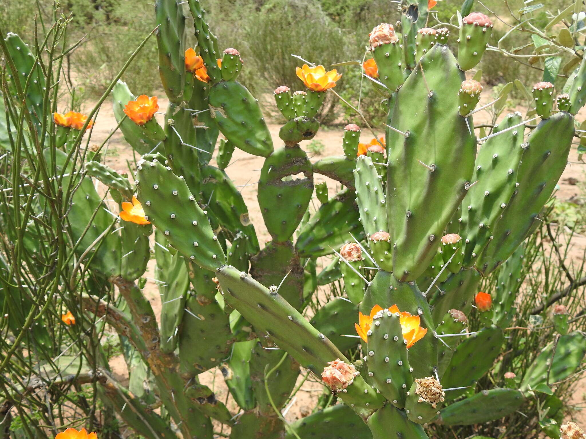 Opuntia elata Salm-Dyck resmi