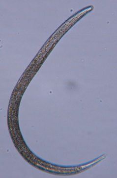 Image of Halomonhystera