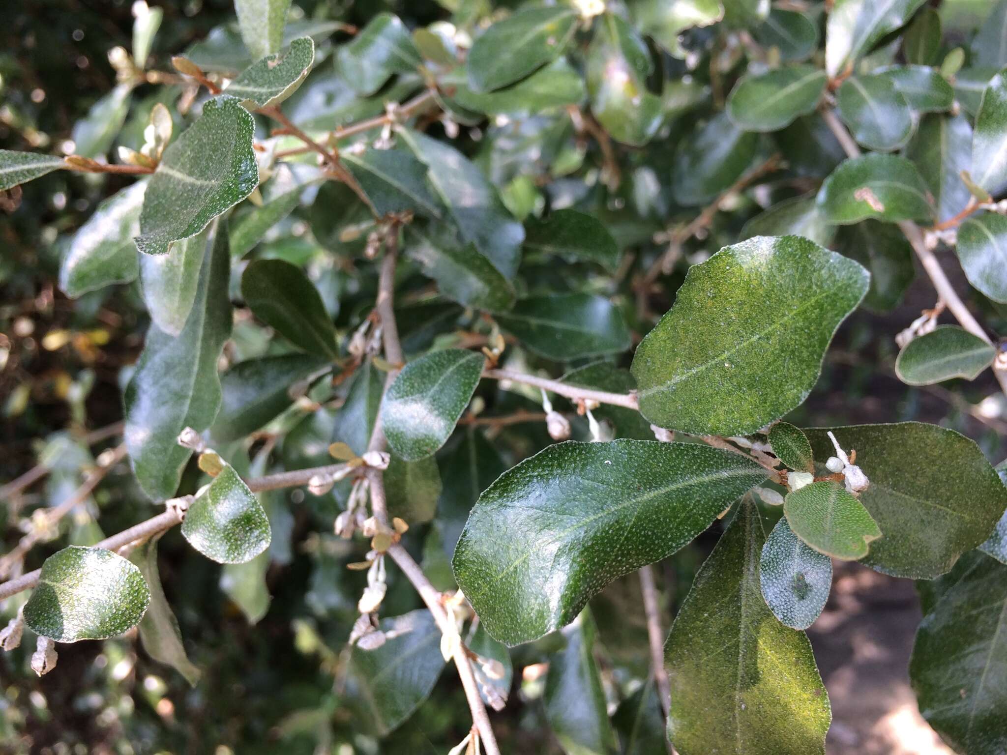 Image of Elaeagnus oldhamii Maxim.