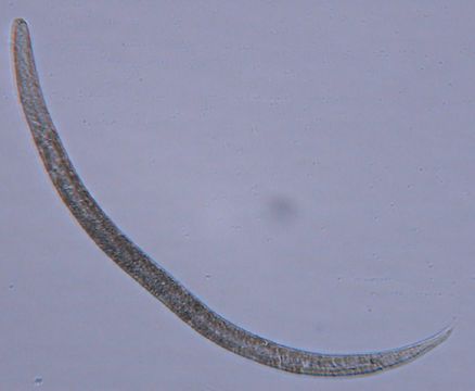 Image of Halomonhystera