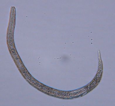 Image of Halomonhystera