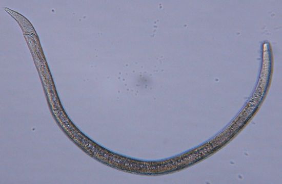 Image of Halomonhystera