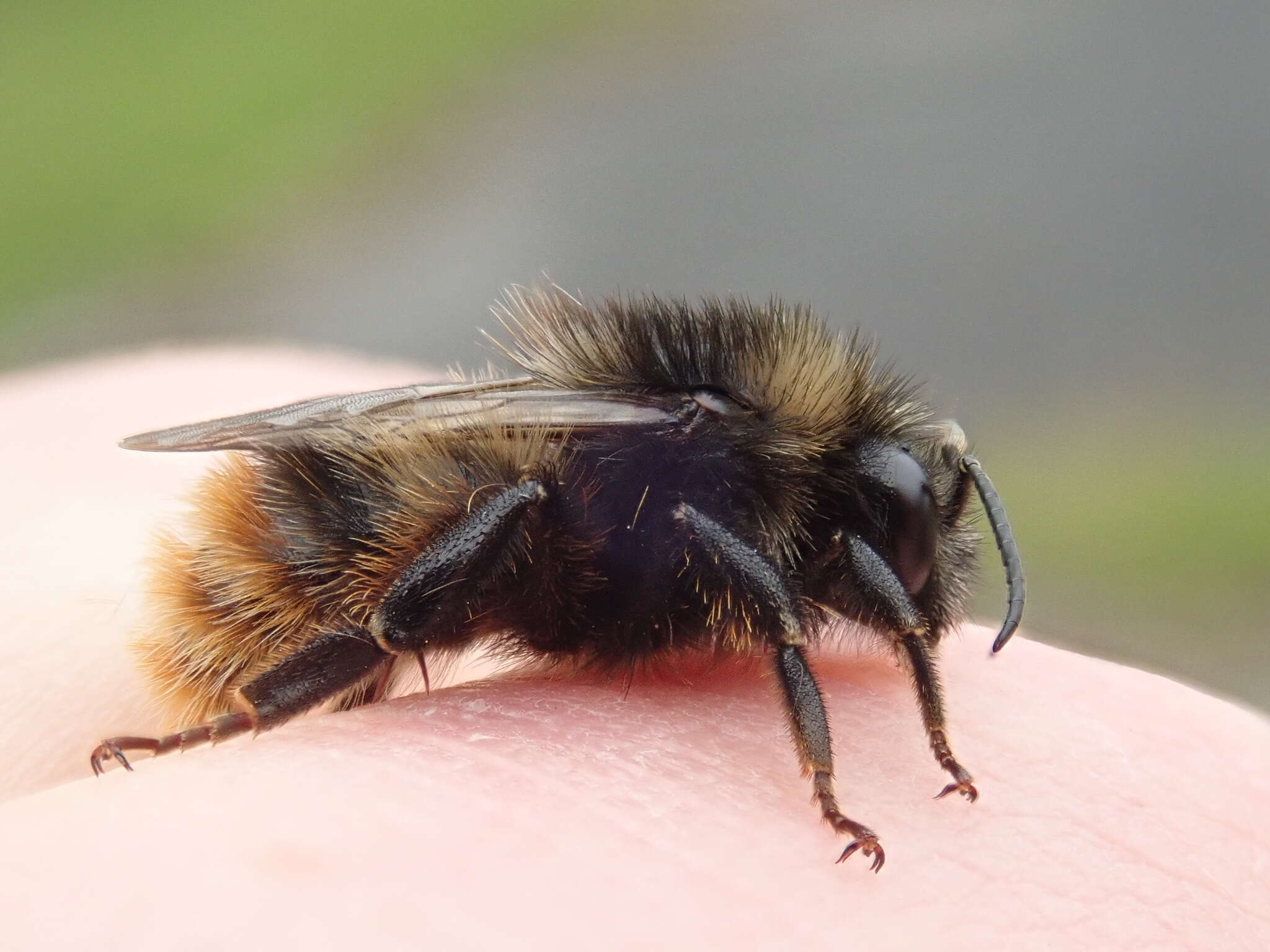 Image of Bombus ruderarius (Müller 1776)