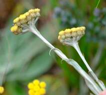 Image of Helichrysum cephaloideum DC.