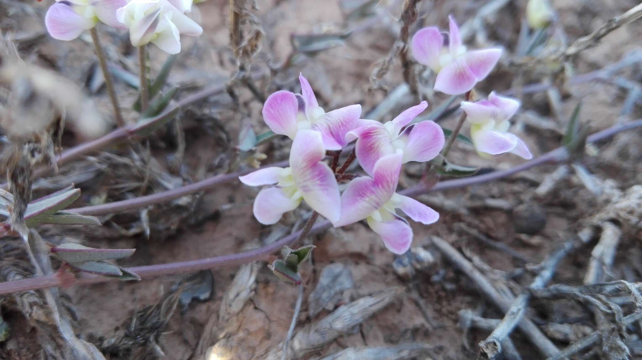 Image of Dolichos hastiformis E. Mey.