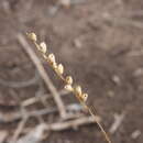 Plancia ëd Setaria globoidea (Domin) R. D. Webster