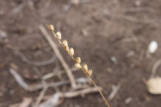 Plancia ëd Setaria globoidea (Domin) R. D. Webster