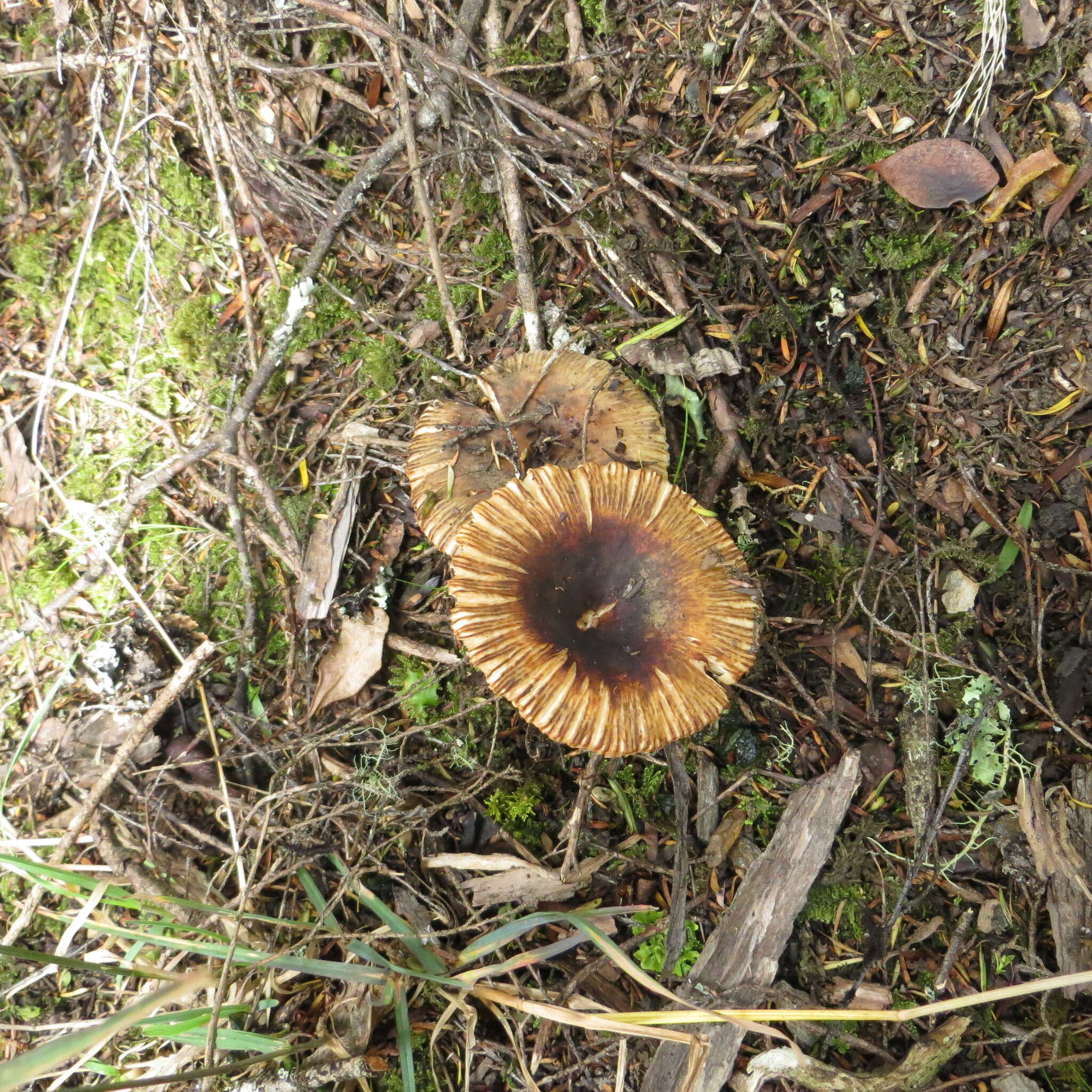 Image of Russula acrolamellata McNabb 1973