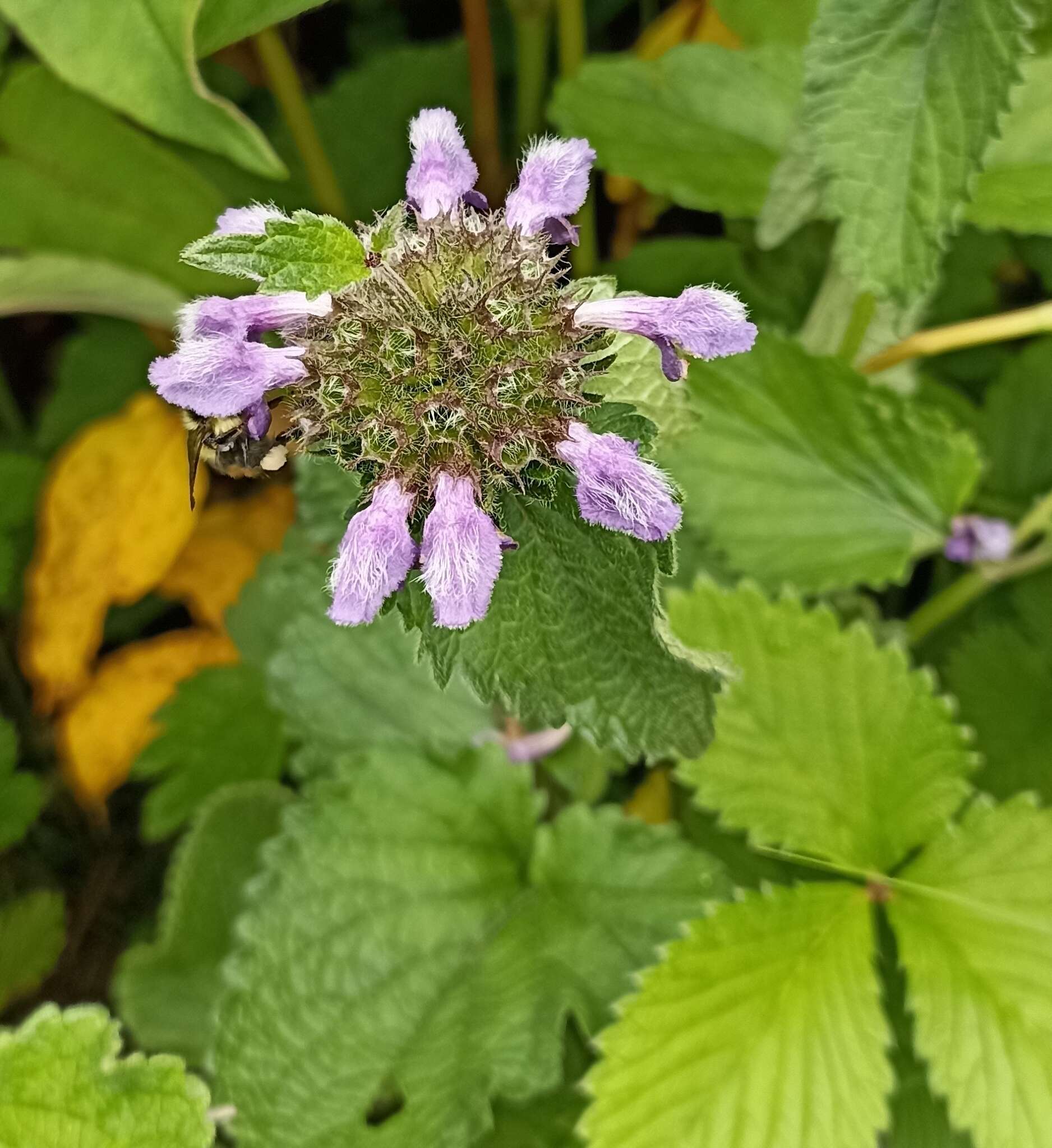 Image of Phlomoides bracteosa (Royle ex Benth.) Kamelin & Makhm.