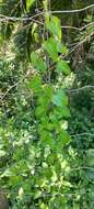 صورة Dioscorea cotinifolia Kunth