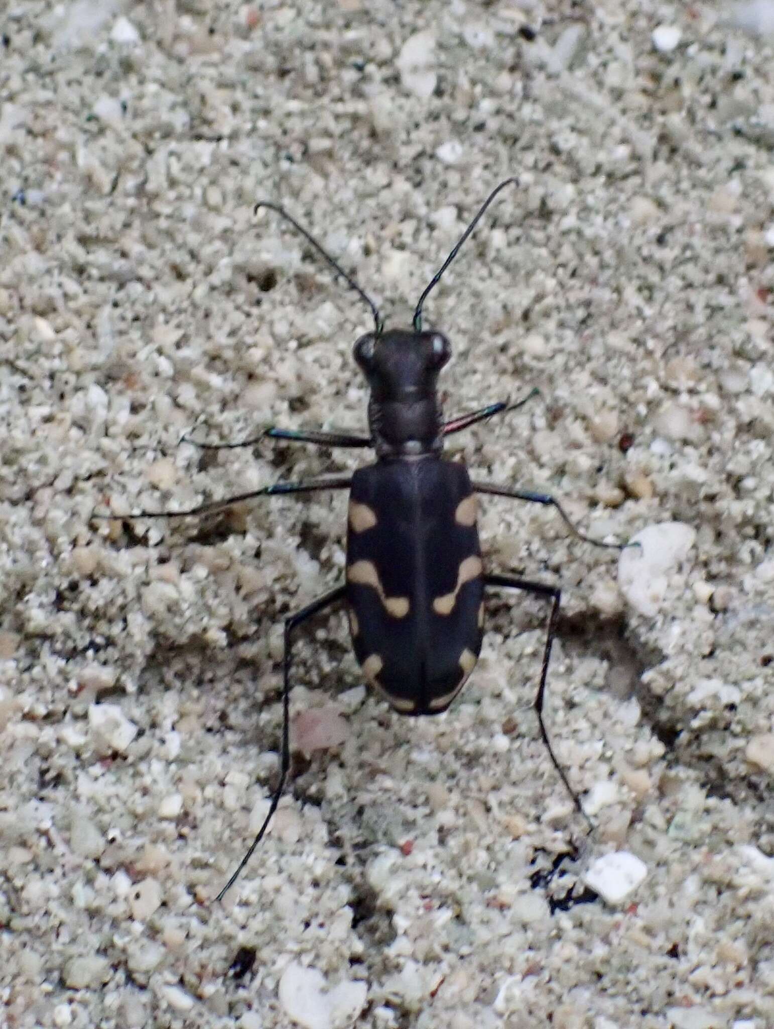 Image of Cicindela (Calomera) decemguttata Fabricius 1801