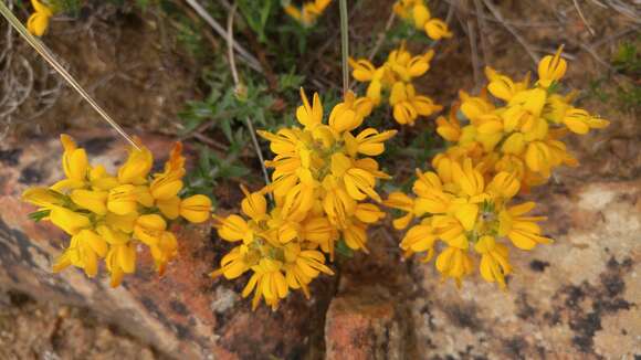 Image of Genista tricuspidata Desf.