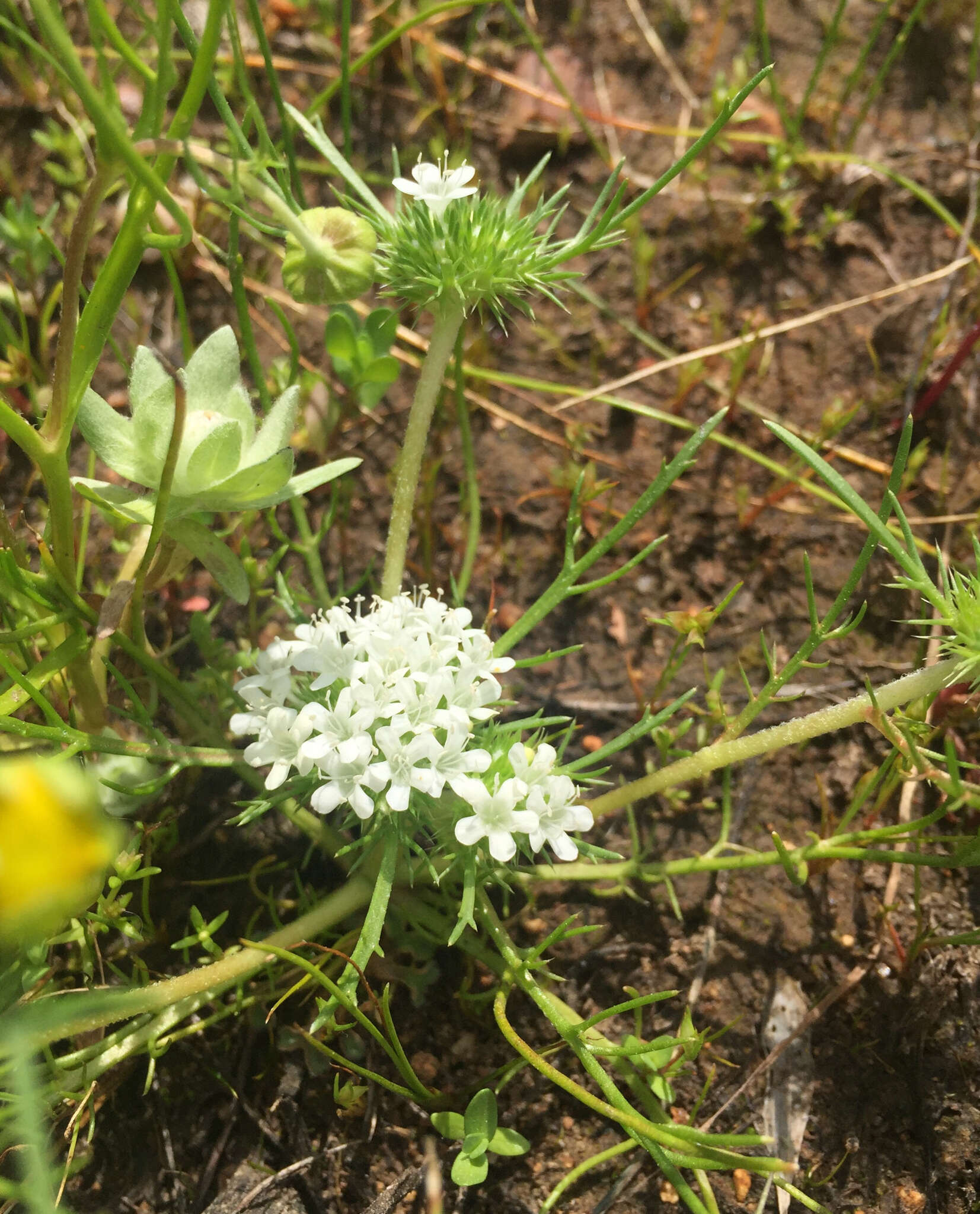 Image of whitehead navarretia