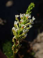 Sivun Hebenstretia integrifolia L. kuva