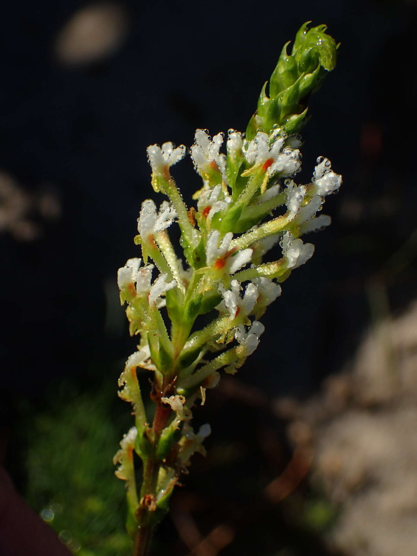 Sivun Hebenstretia integrifolia L. kuva