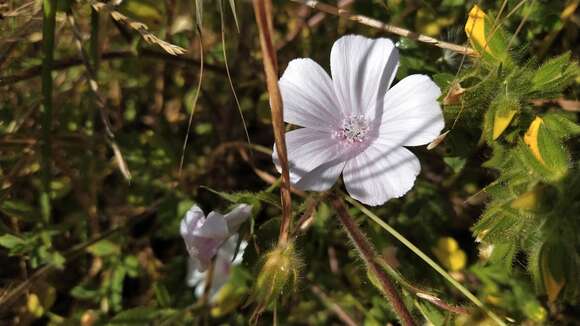 Imagem de Malva hispanica L.