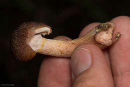 Image of Armillaria sinapina Bérubé & Dessur. 1988