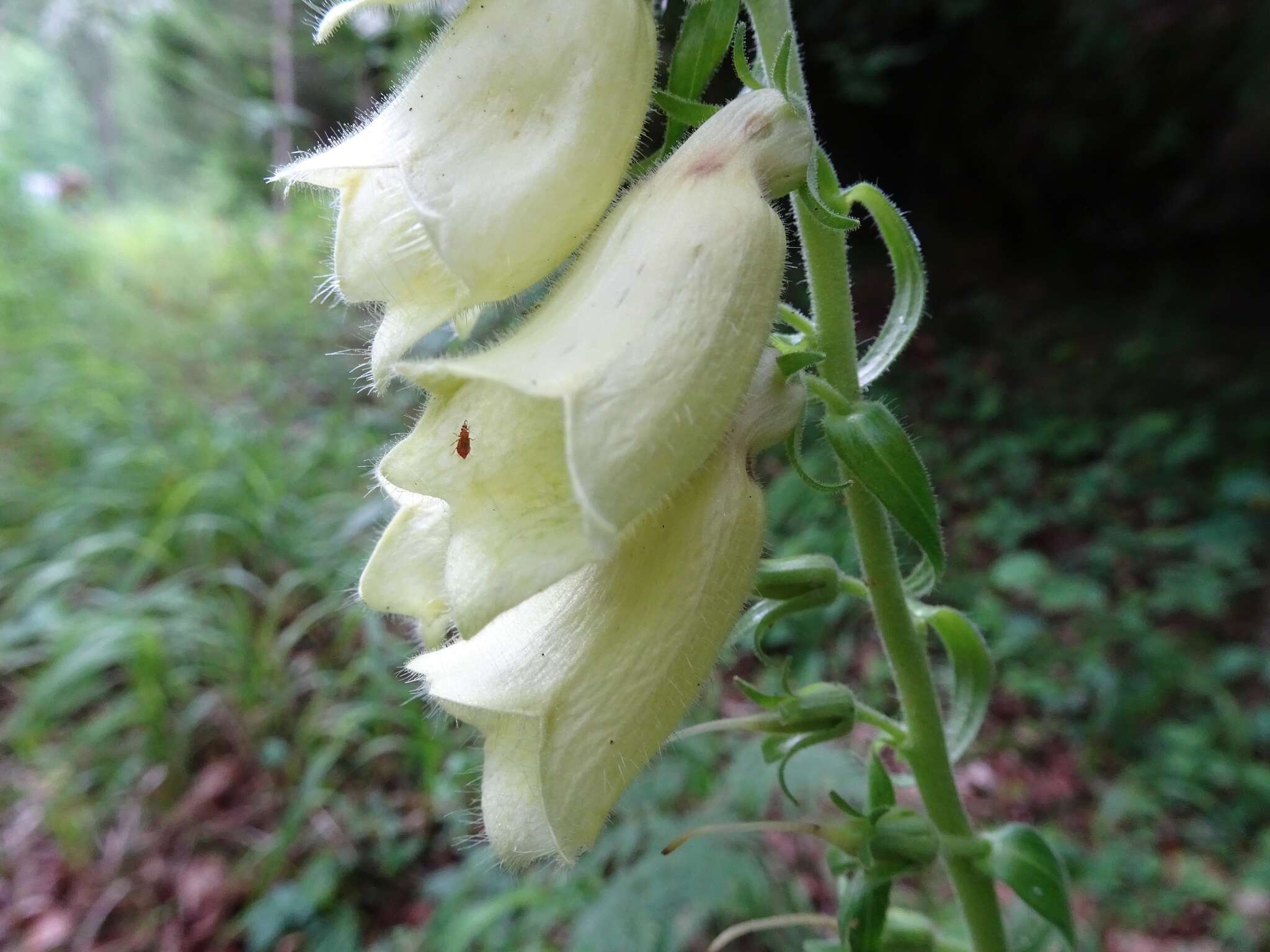 Слика од Digitalis grandiflora Mill.