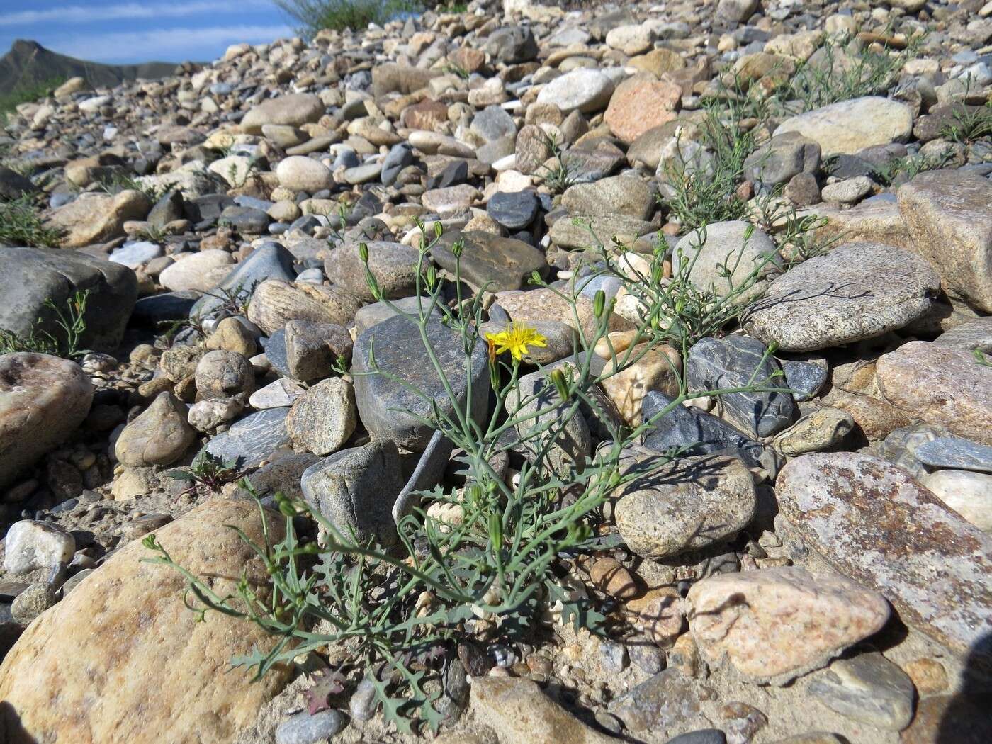 Plancia ëd Askellia flexuosa (Ledeb.) W. A. Weber