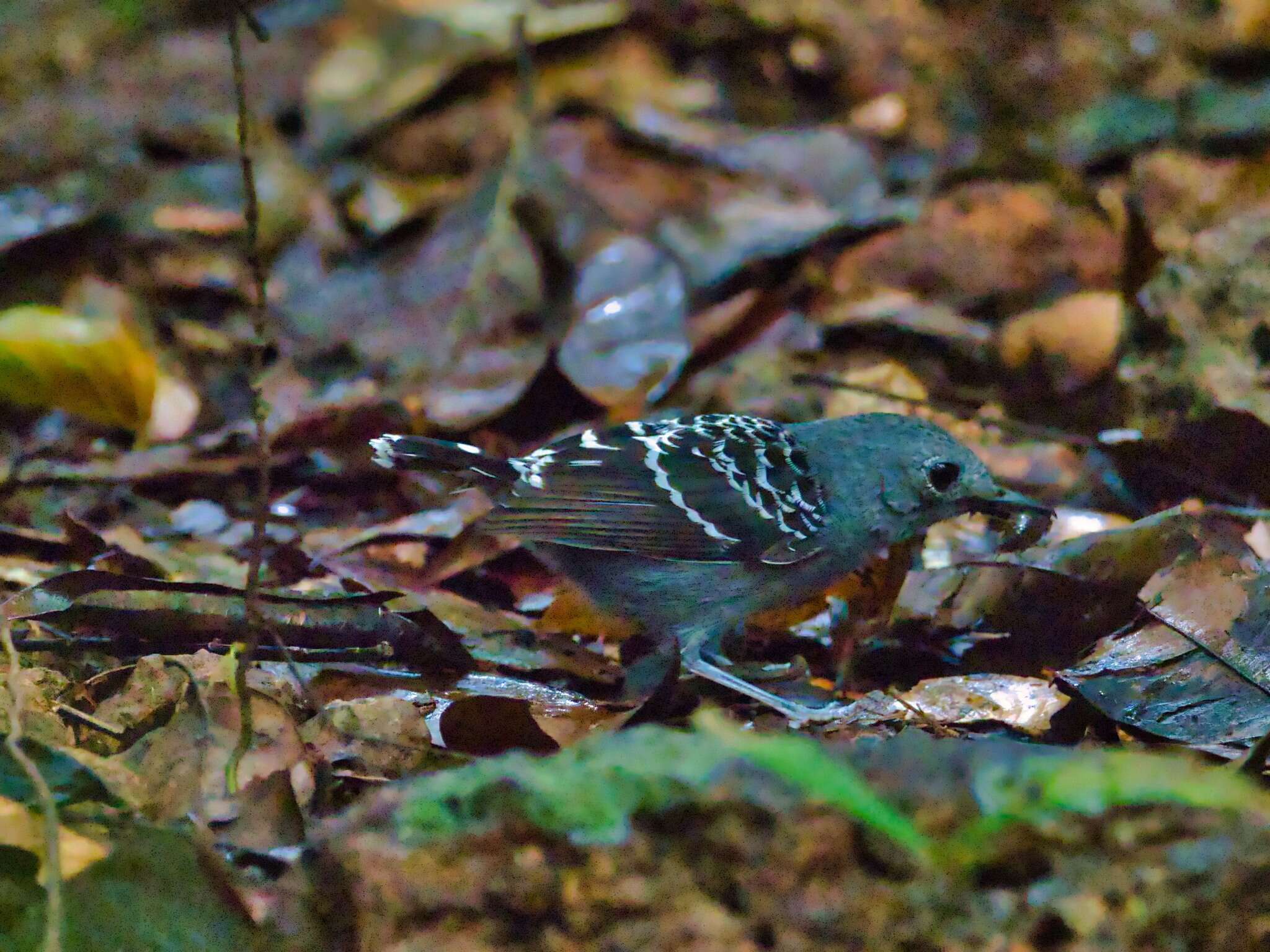 Image of Willisornis Agne & Pacheco 2007