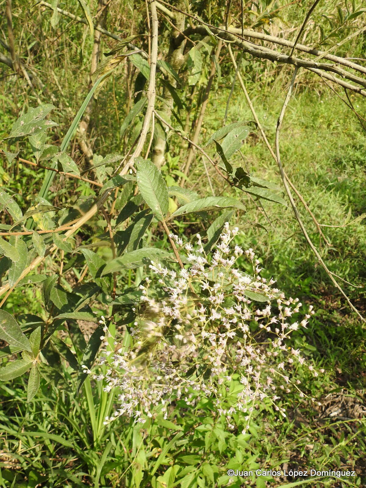 Image of Vernonanthura patens (Kunth) H. Rob.