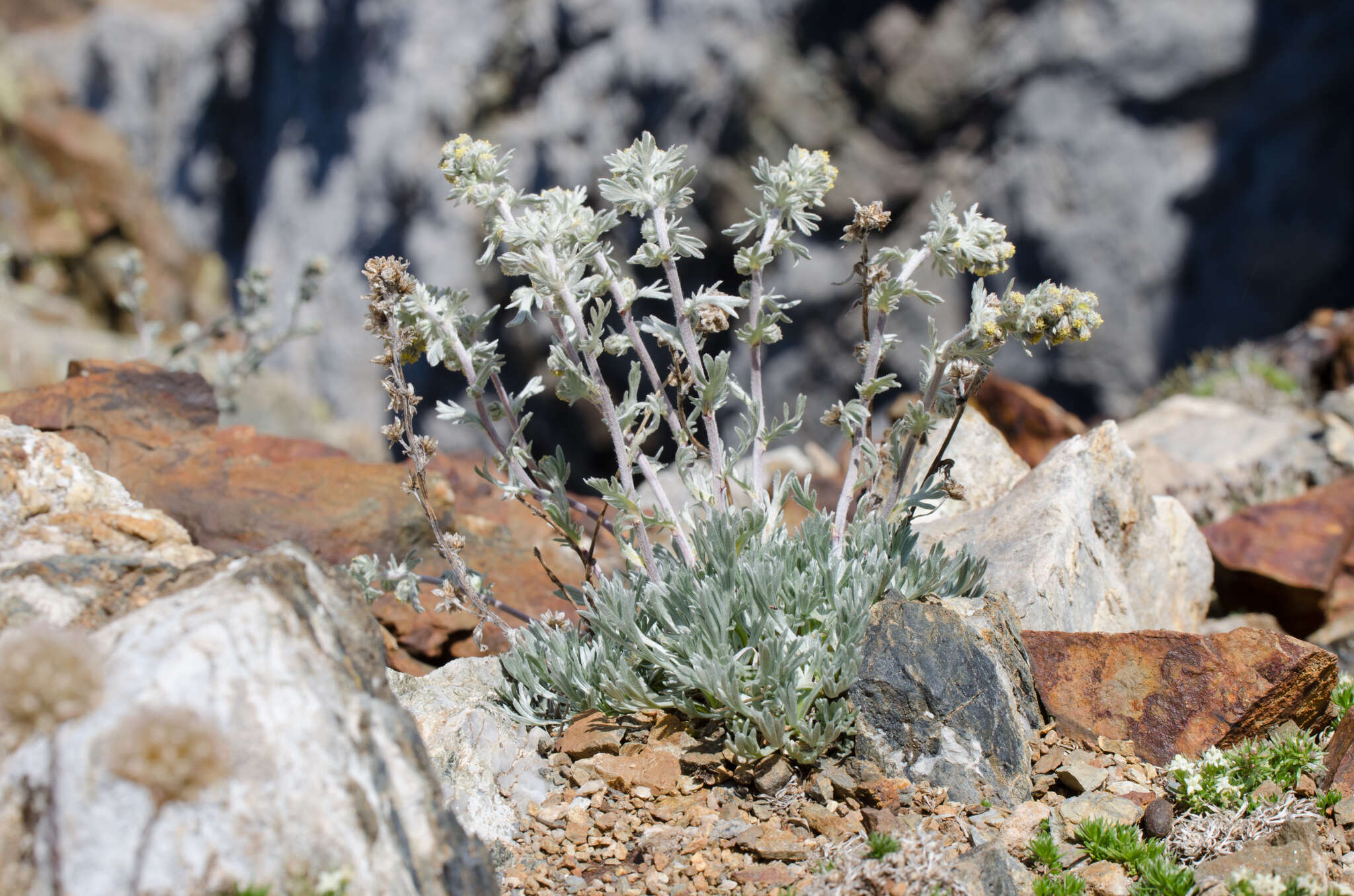 Image of Alpine Wormwood