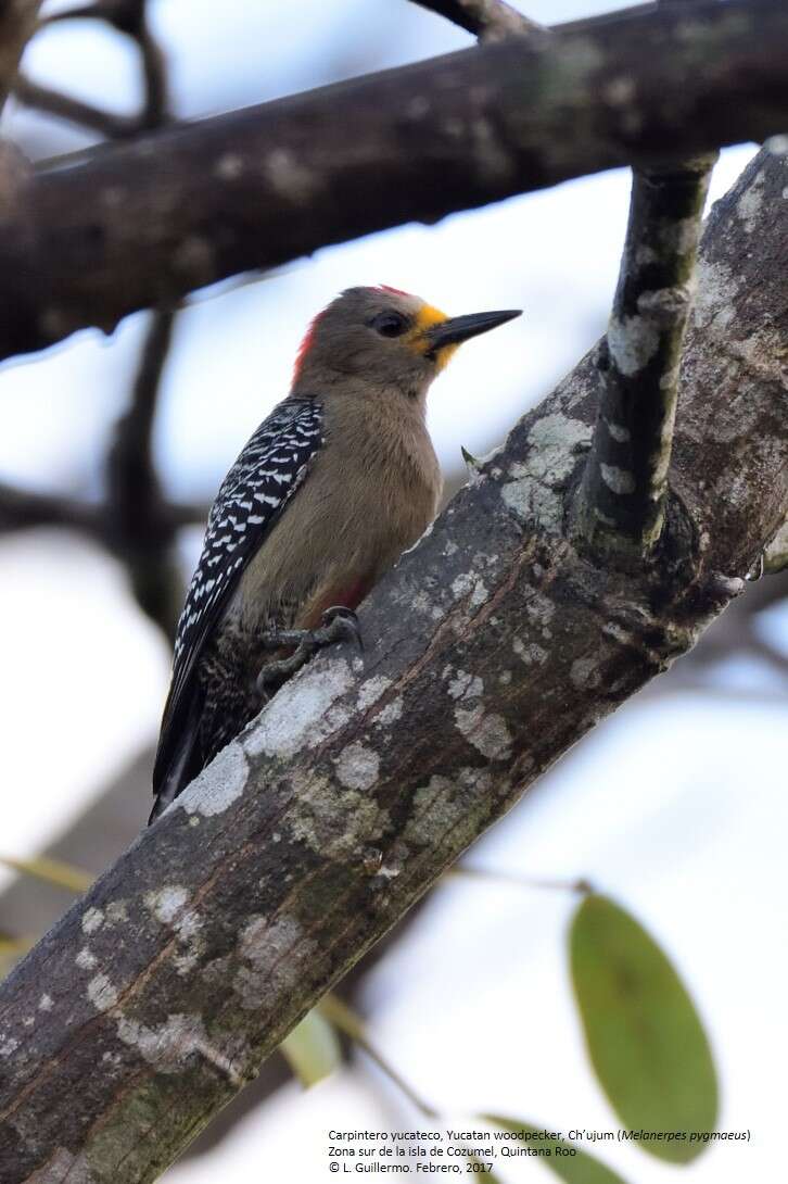 Image of Yucatan Woodpecker