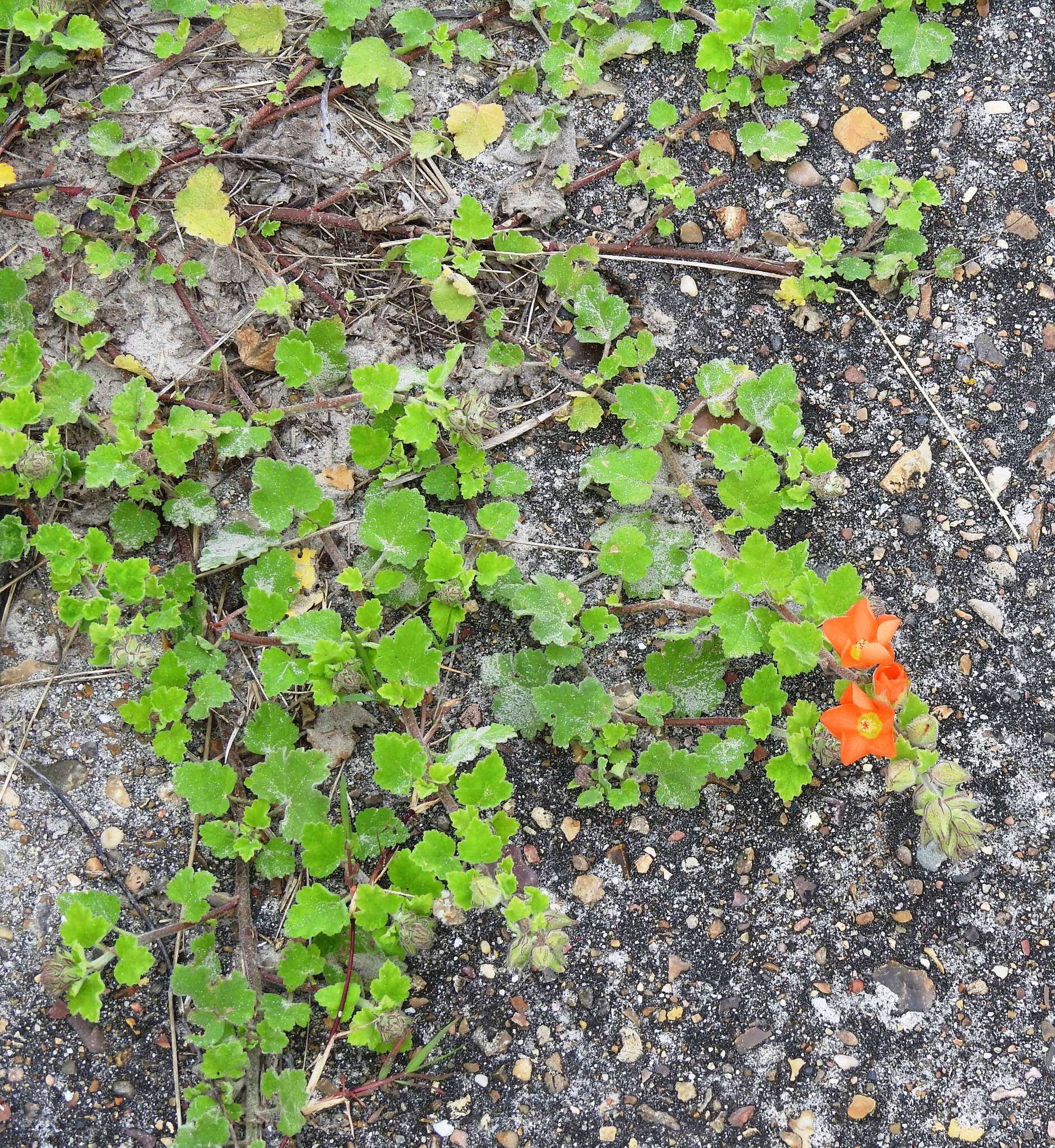 Image of woolly globemallow