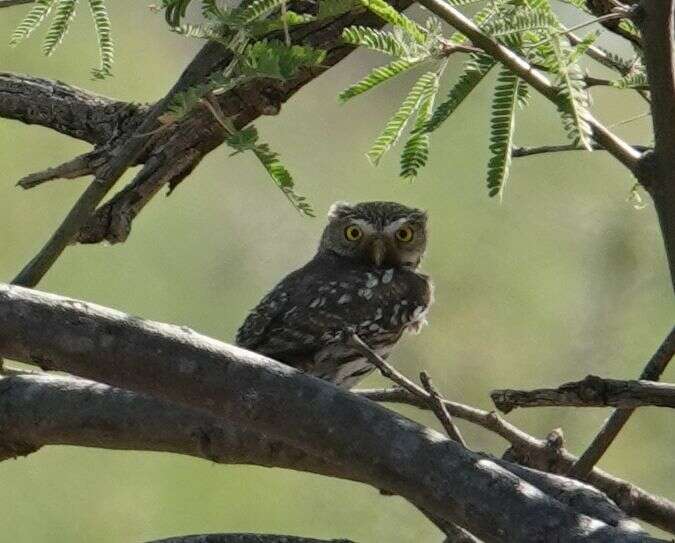 Image of Glaucidium brasilianum cactorum Van Rossem 1937