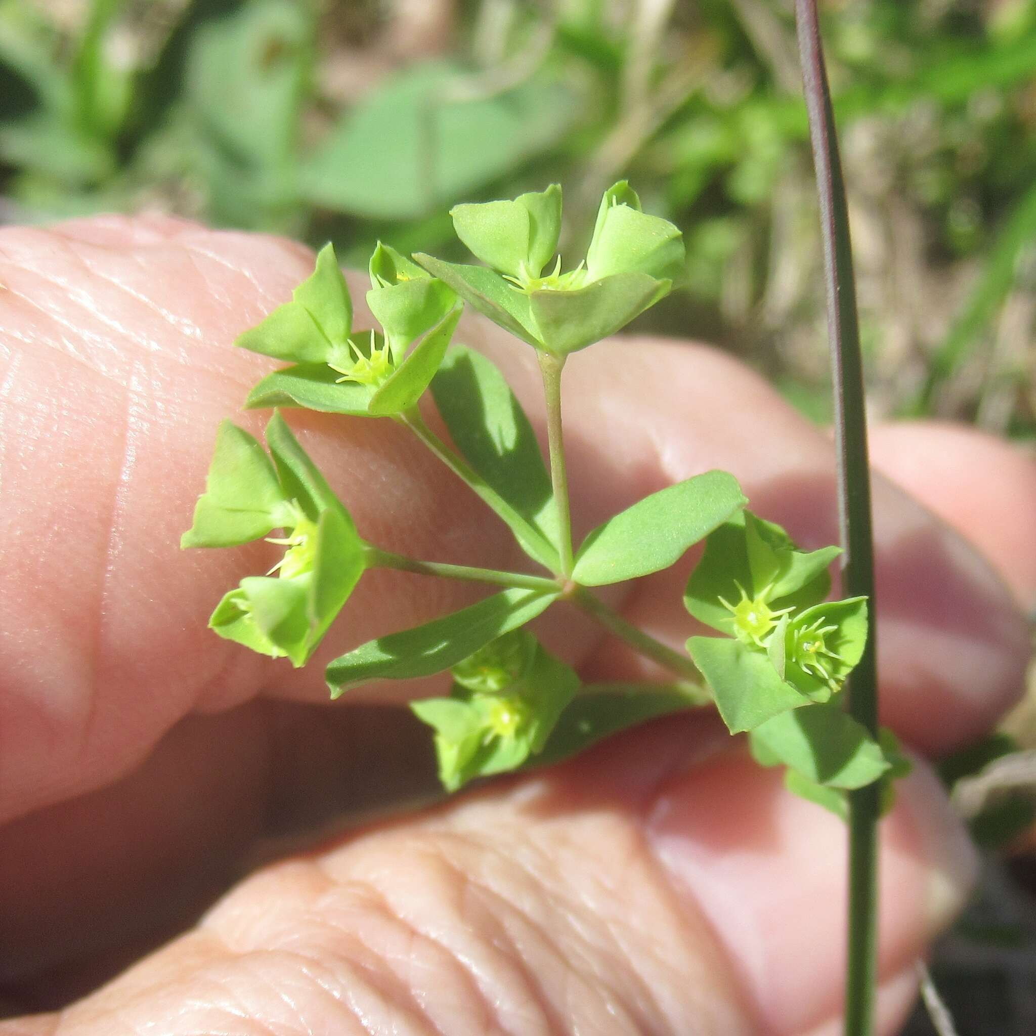 Слика од Euphorbia tetrapora Engelm.