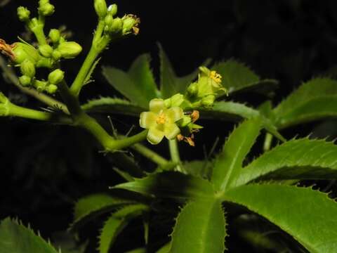 Image of Jatropha glandulifera Roxb.