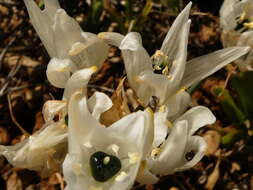 Imagem de Ornithogalum arabicum L.