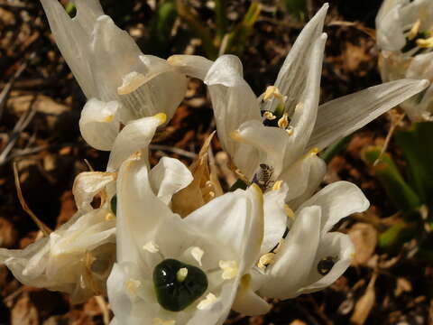 Image of Ornithogalum arabicum L.