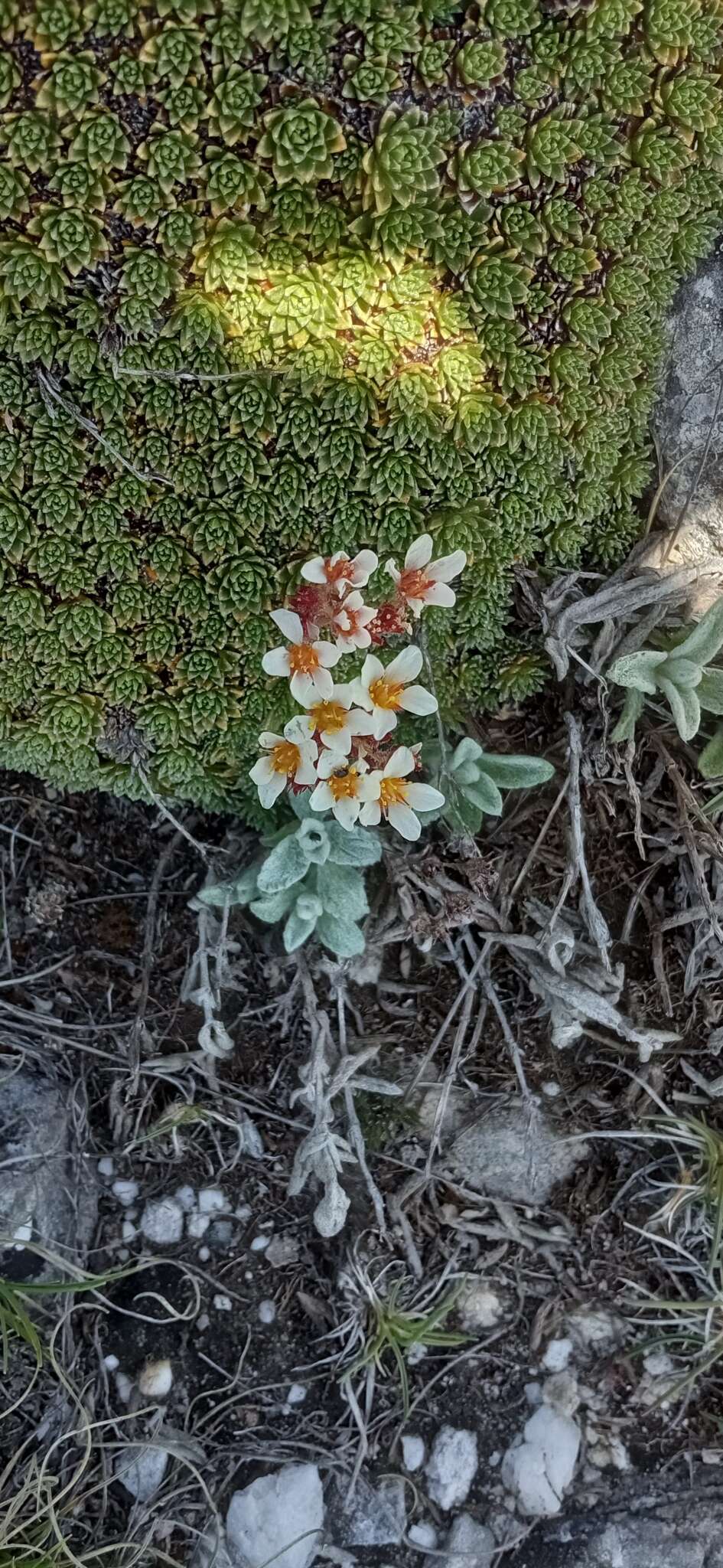 Plancia ëd Saxifraga scardica Griseb.