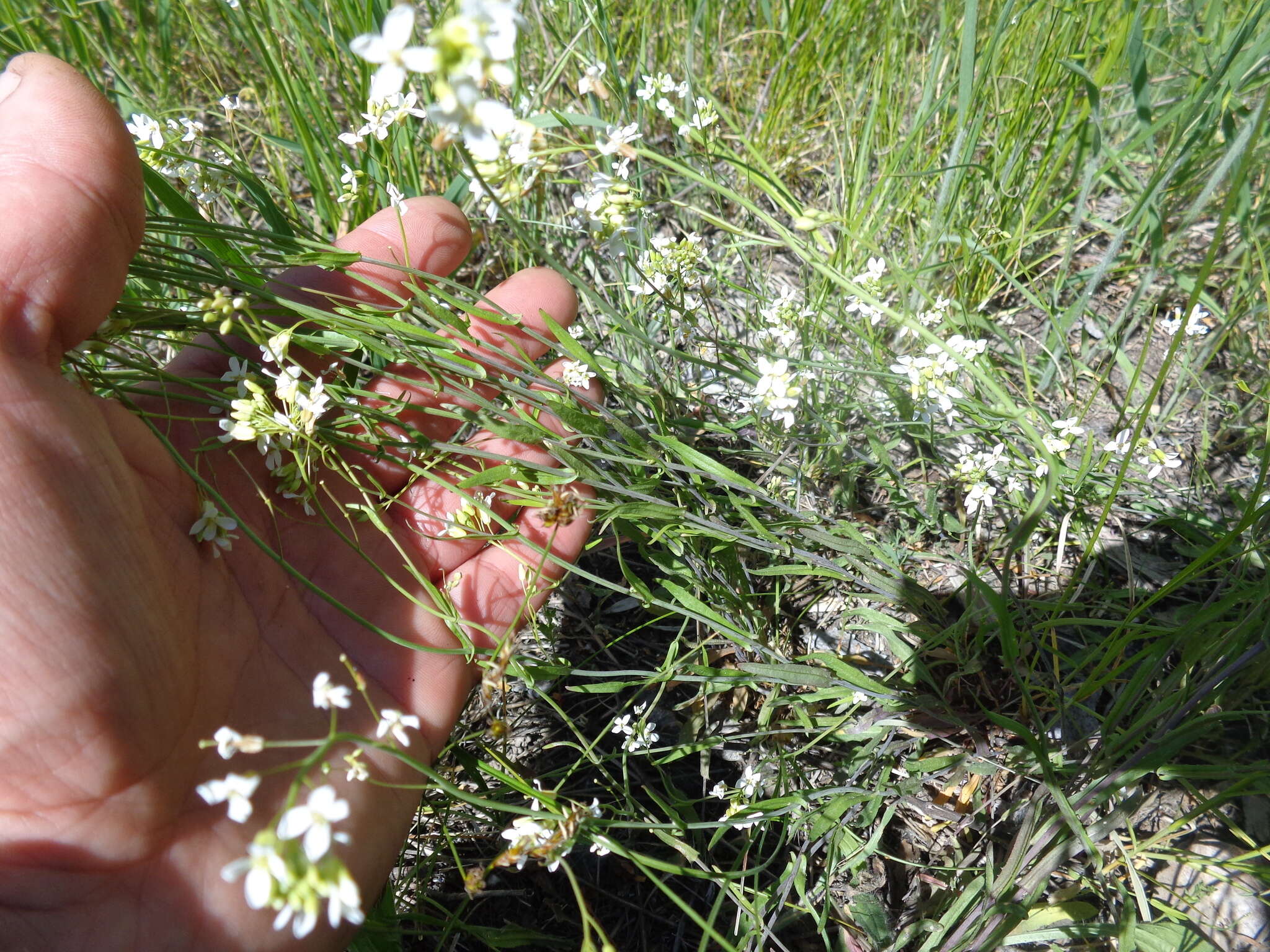 Plancia ëd Pseudoarabidopsis toxophylla (M. Bieb.) Al-Shehbaz, O'Kane & R. A. Price