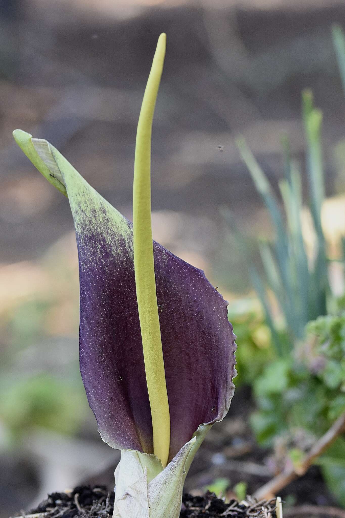 Image of Biarum auraniticum Mouterde